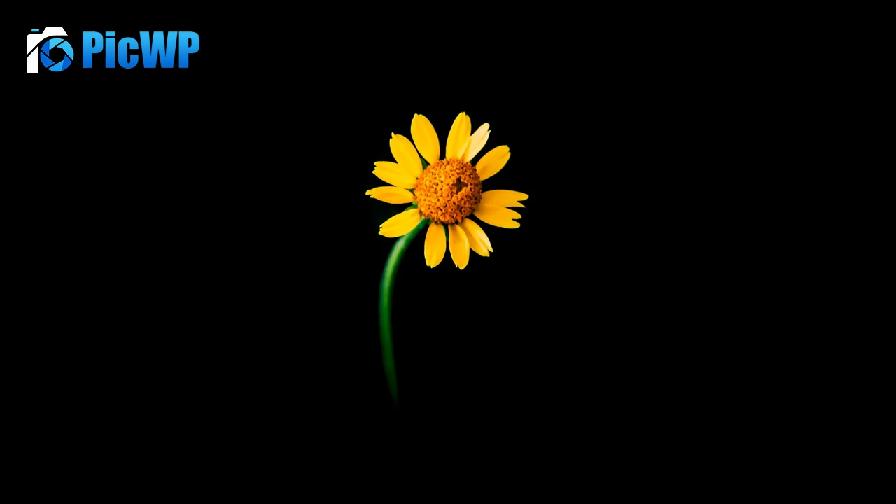 Sunflower Lonely 4K PC Wallpaper