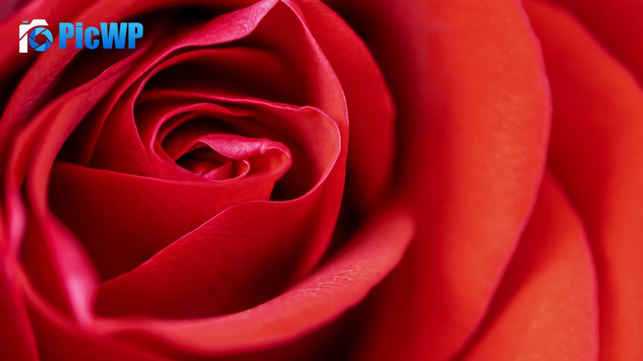 Red Rose Macro 4K PC Wallpaper