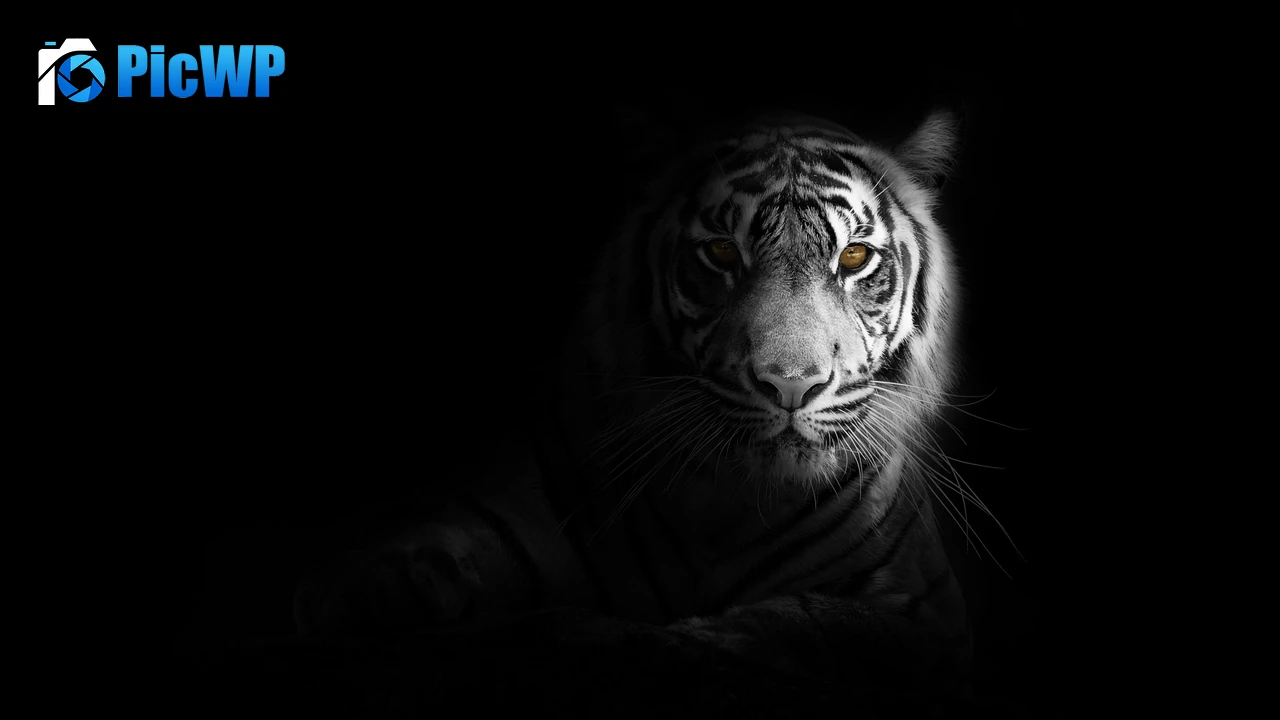 White tiger Dark aesthetic 4K PC Wallpaper