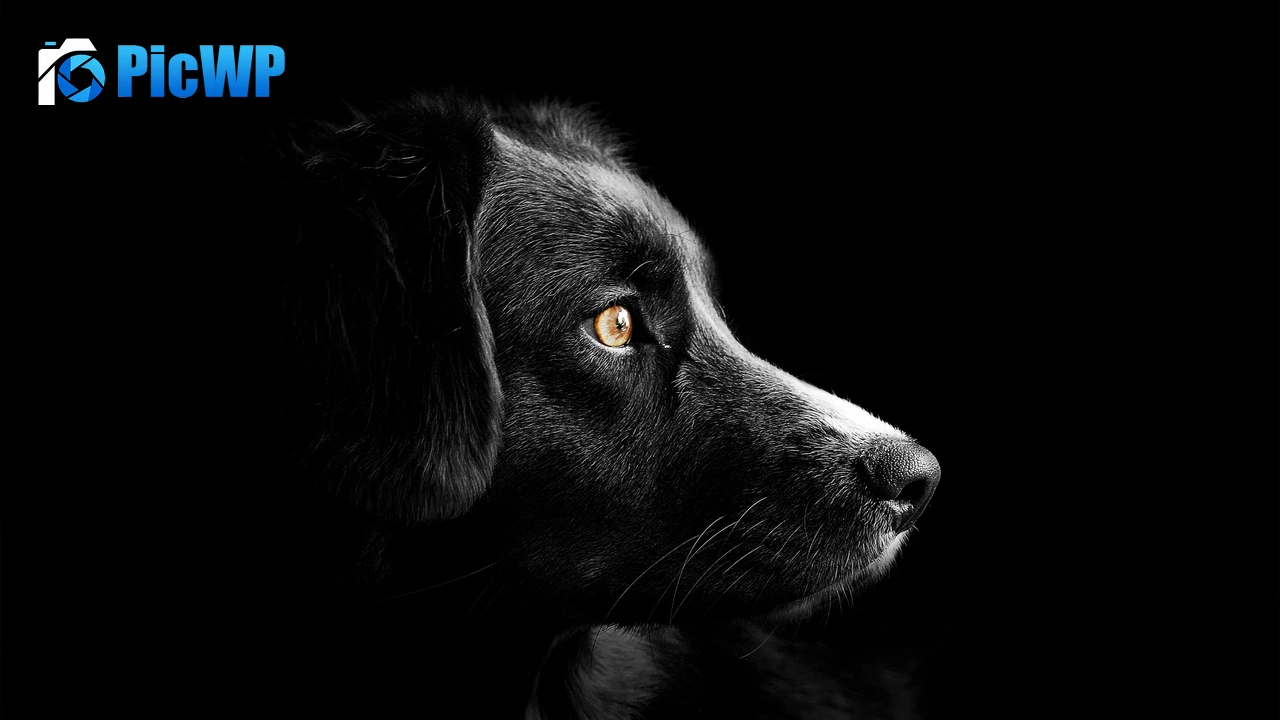Black dog Cute puppies 4K PC Wallpaper