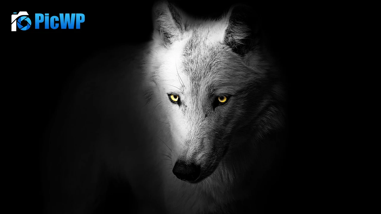 Wolf Black background 4K PC Wallpaper