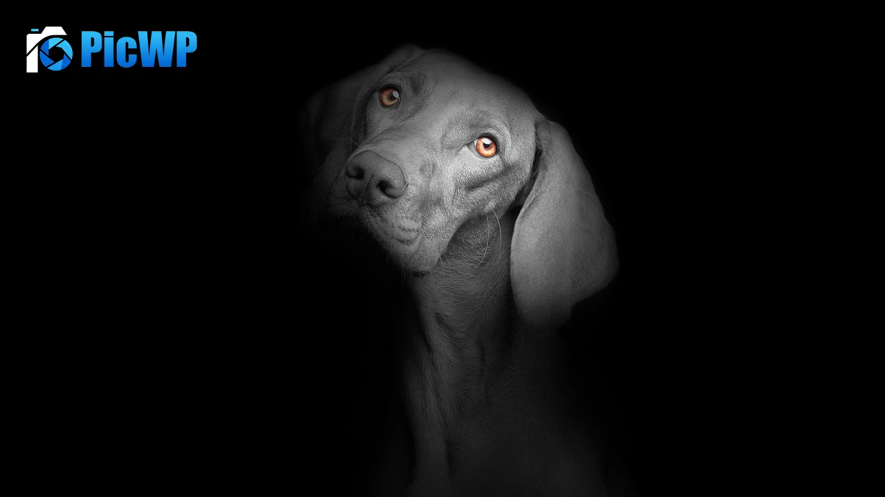 Black dog Black background 4K PC Wallpaper