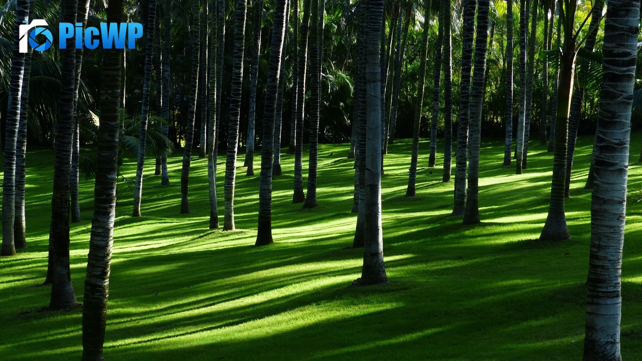 Green Grass Trees 4K PC Wallpaper