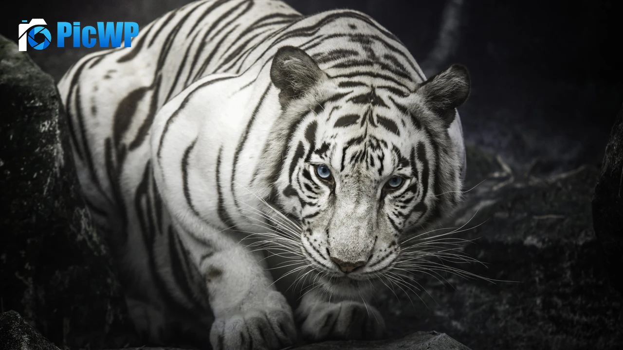 White Bengal Tiger Monochrome 4K PC Wallpaper