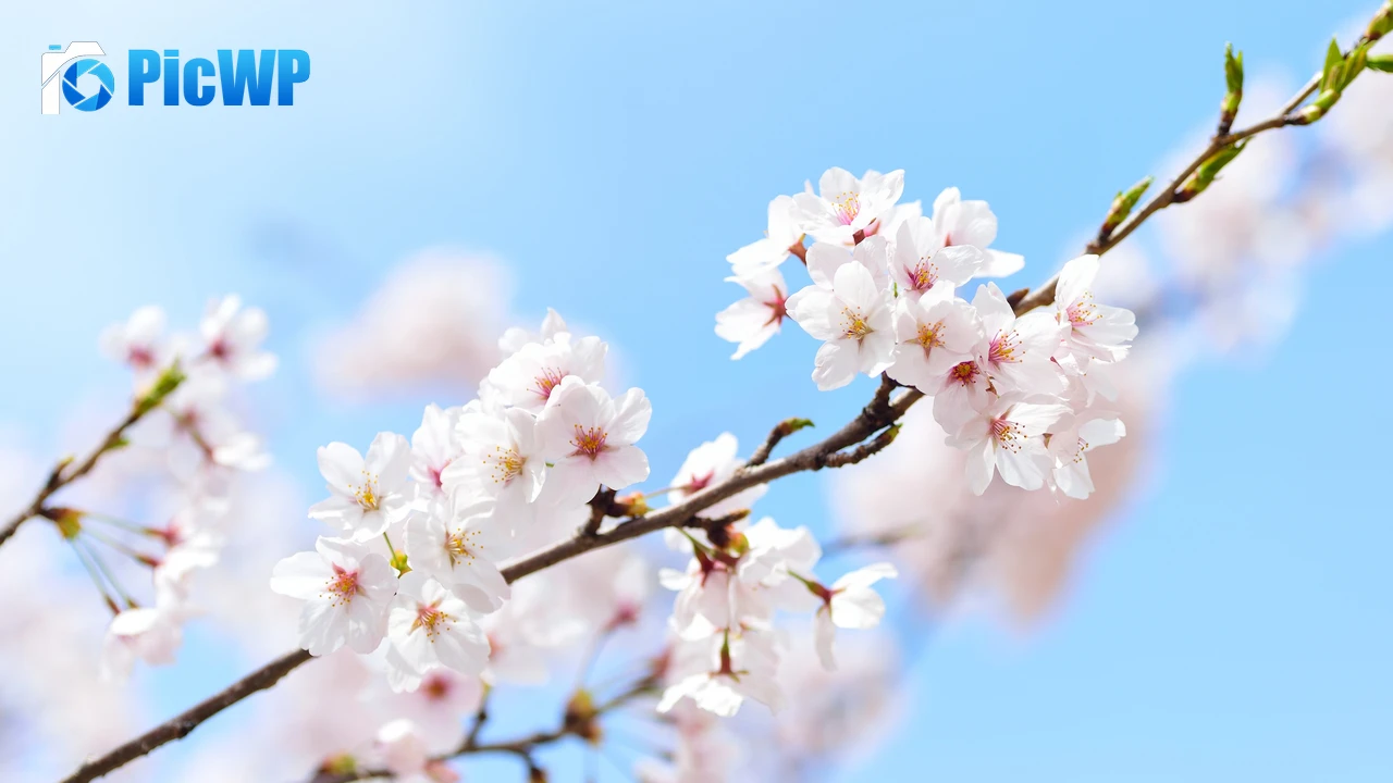 Cherry flowers 4K PC Wallpaper