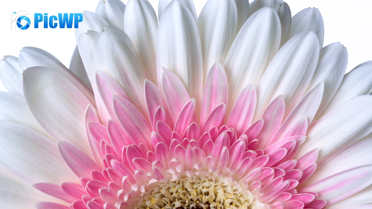 Gerbera Daisy Daisy flower 4K PC Wallpaper