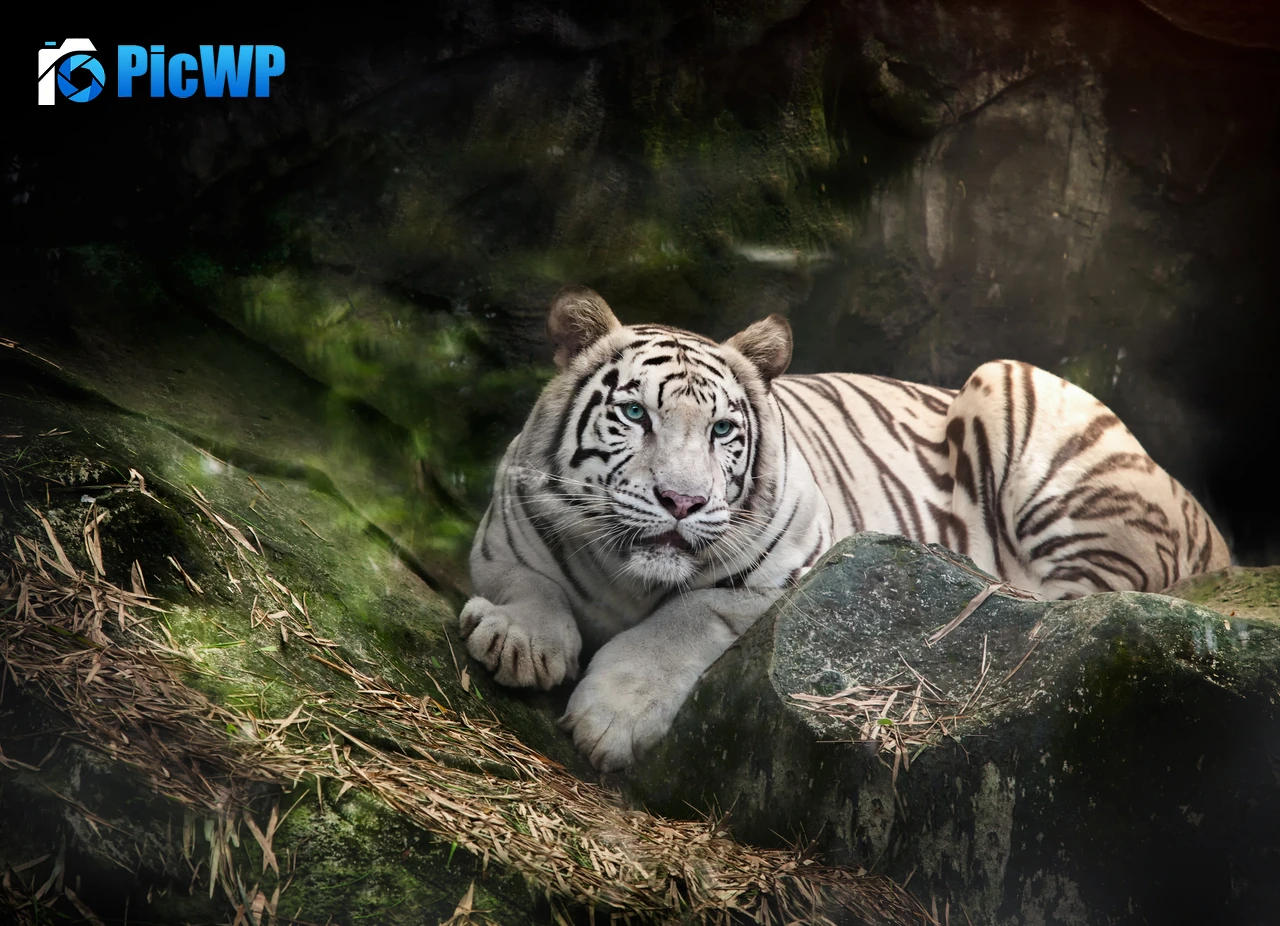 White Bengal Tiger Zoo 4K PC Wallpaper