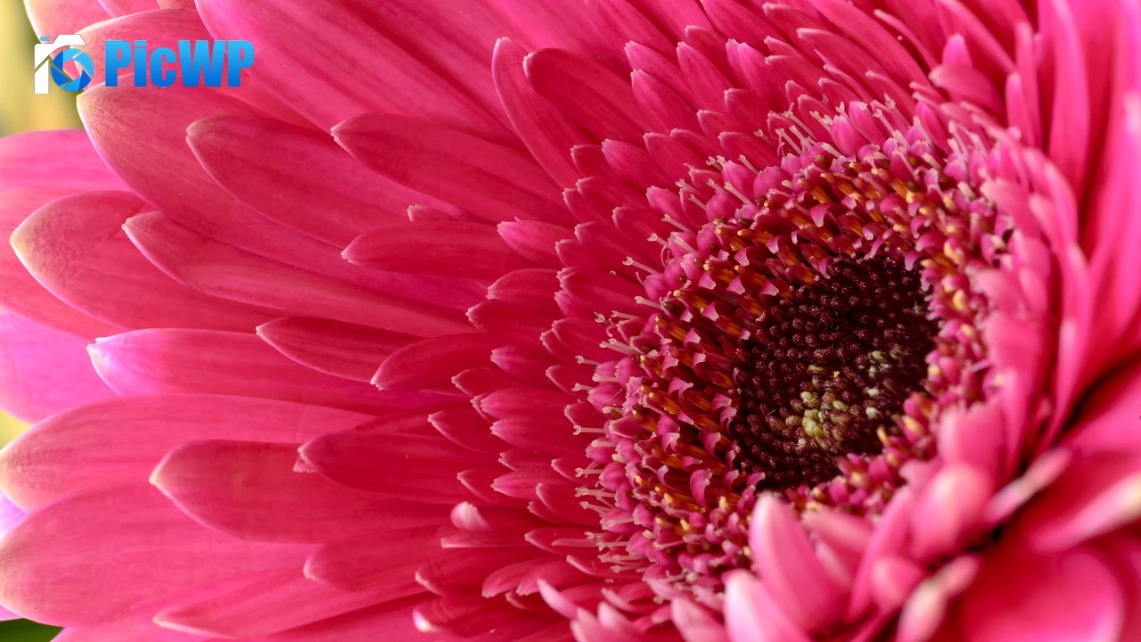 Gerbera Daisy Pink Daisy 4K PC Wallpaper
