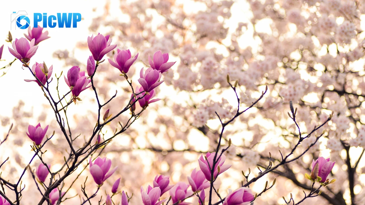 Magnolia flowers Purple Flowers 4K PC Wallpaper