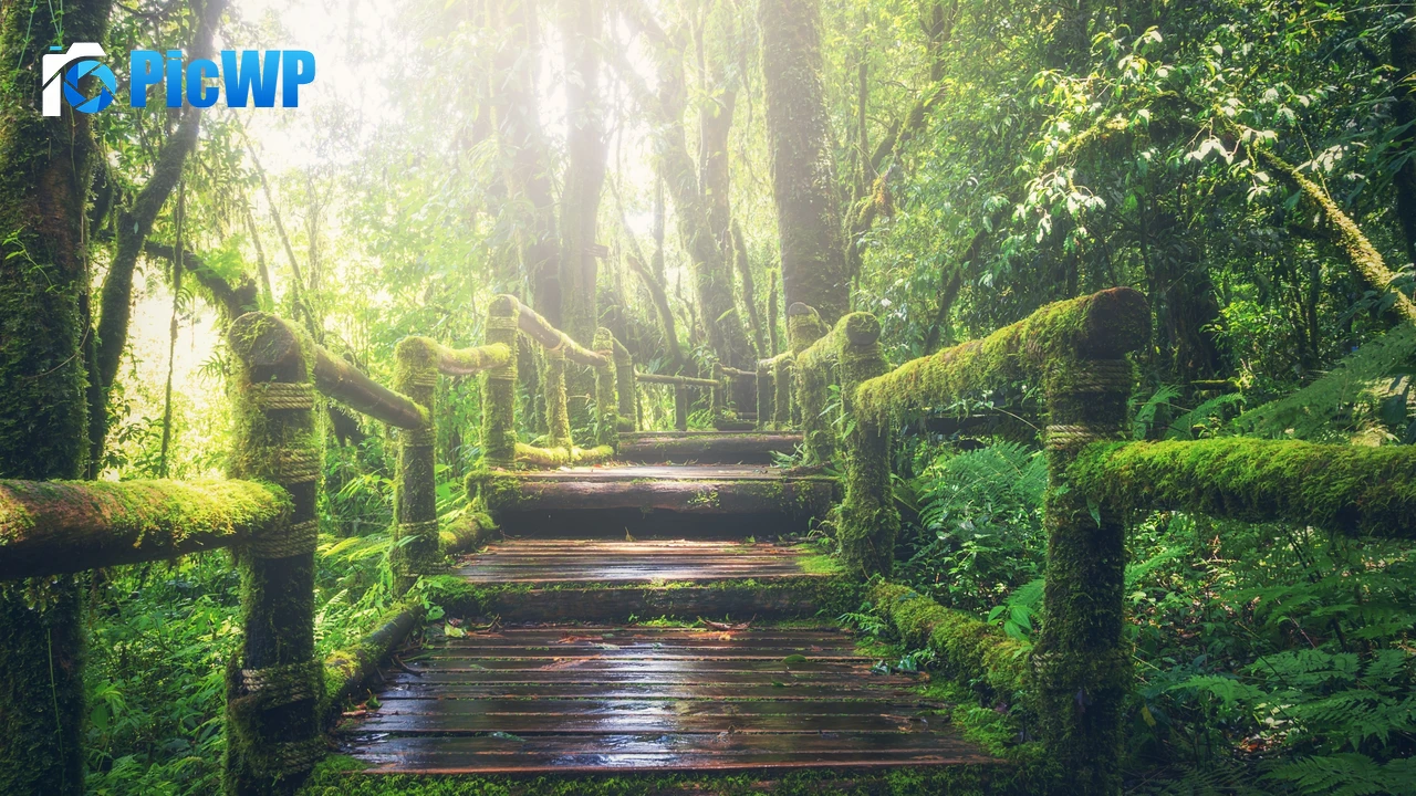 Rainforest Wooden bridge 4K PC Wallpaper