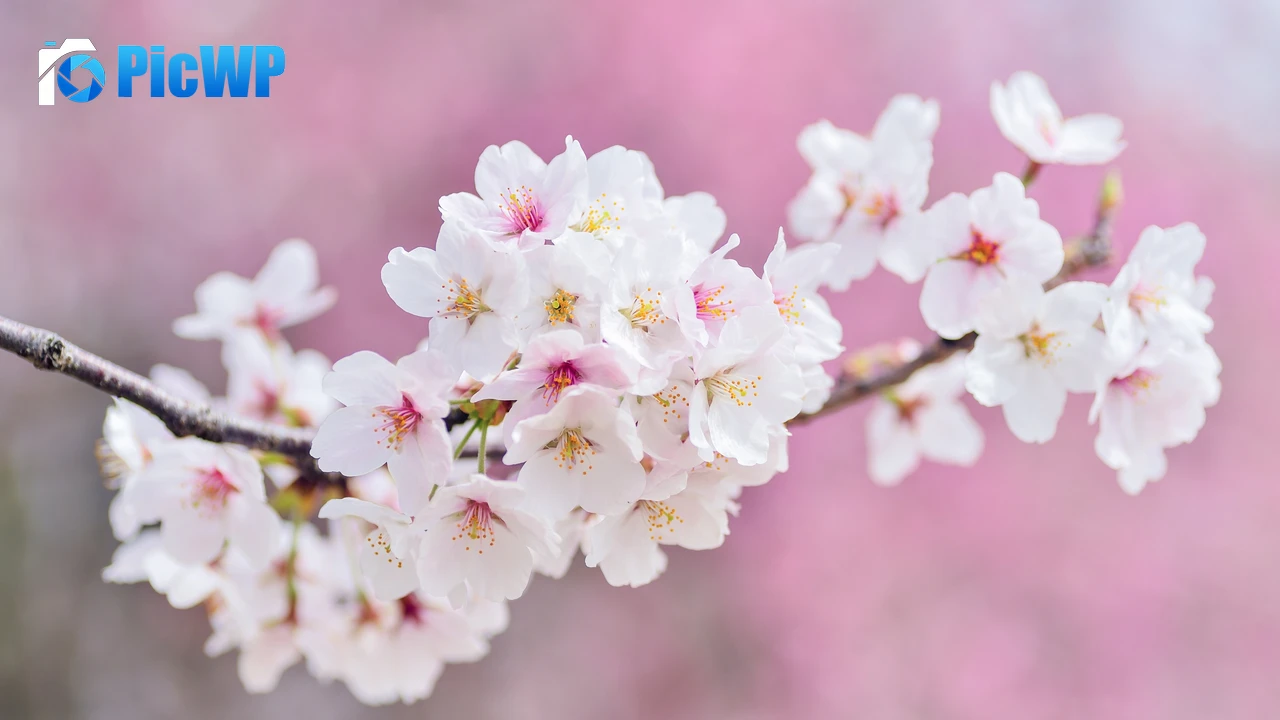 Cherry flowers Cherry blossom 4K PC Wallpaper