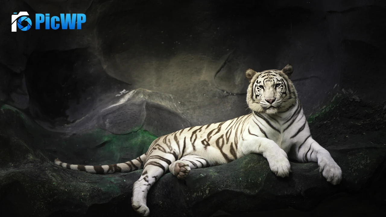 White tiger resting on a rock 4K PC Wallpaper