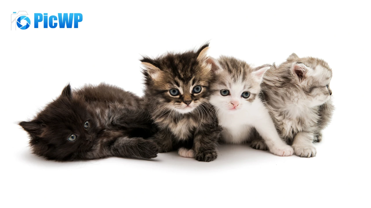Cute Kittens White background 4K PC Wallpaper