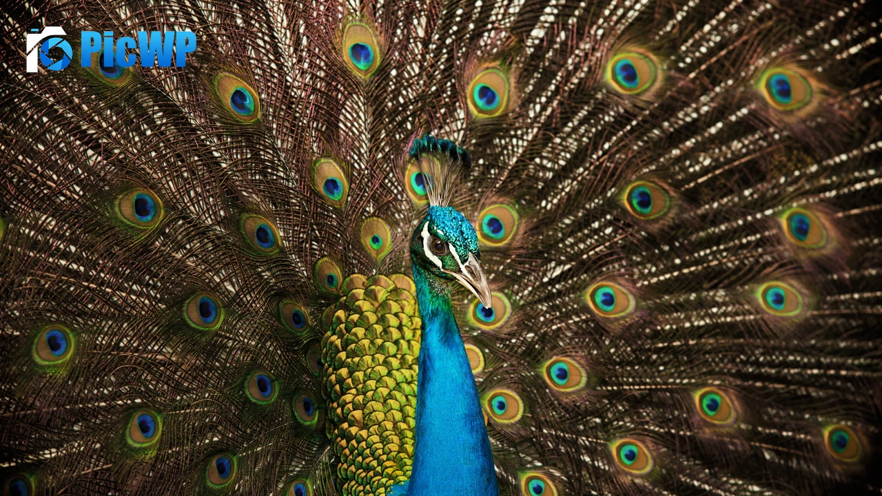Peafowl Peacock 4K PC Wallpaper
