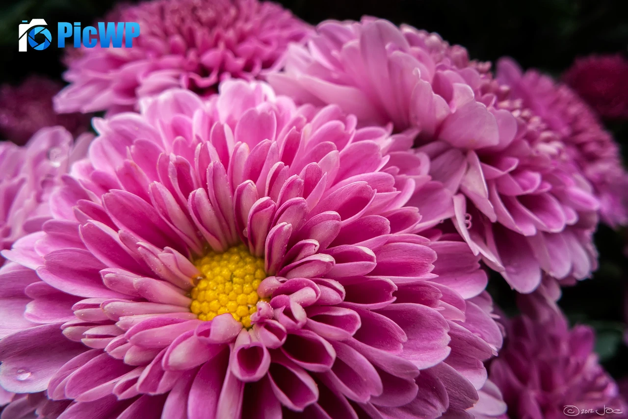 Chrysanthemum flowers Bloom 4K PC Wallpaper