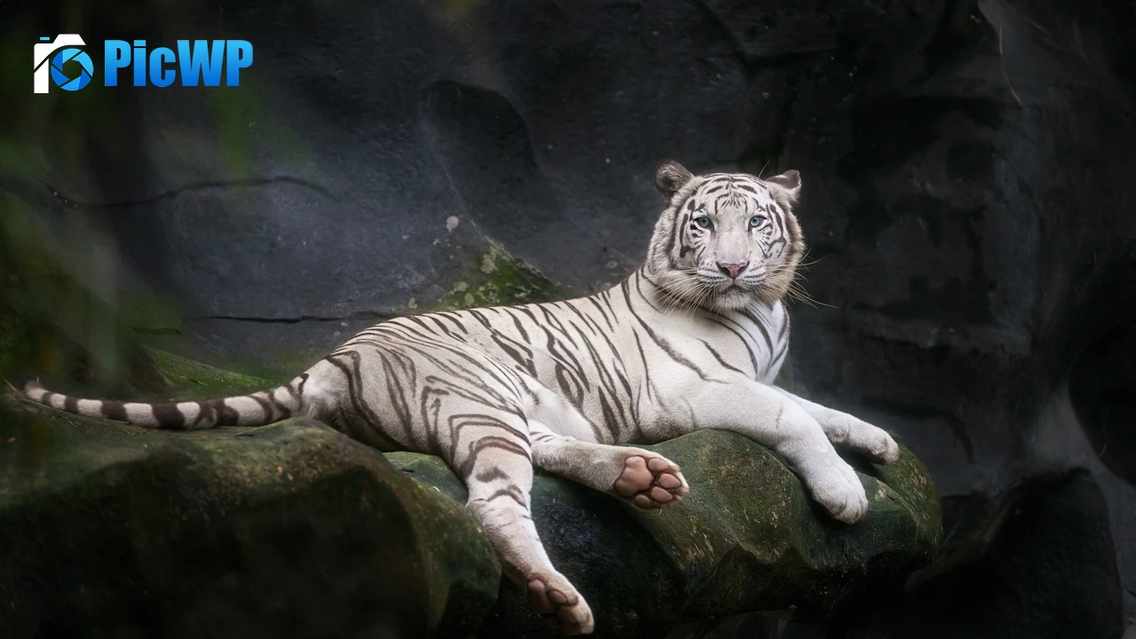 White Bengal Tiger 4K PC Wallpaper
