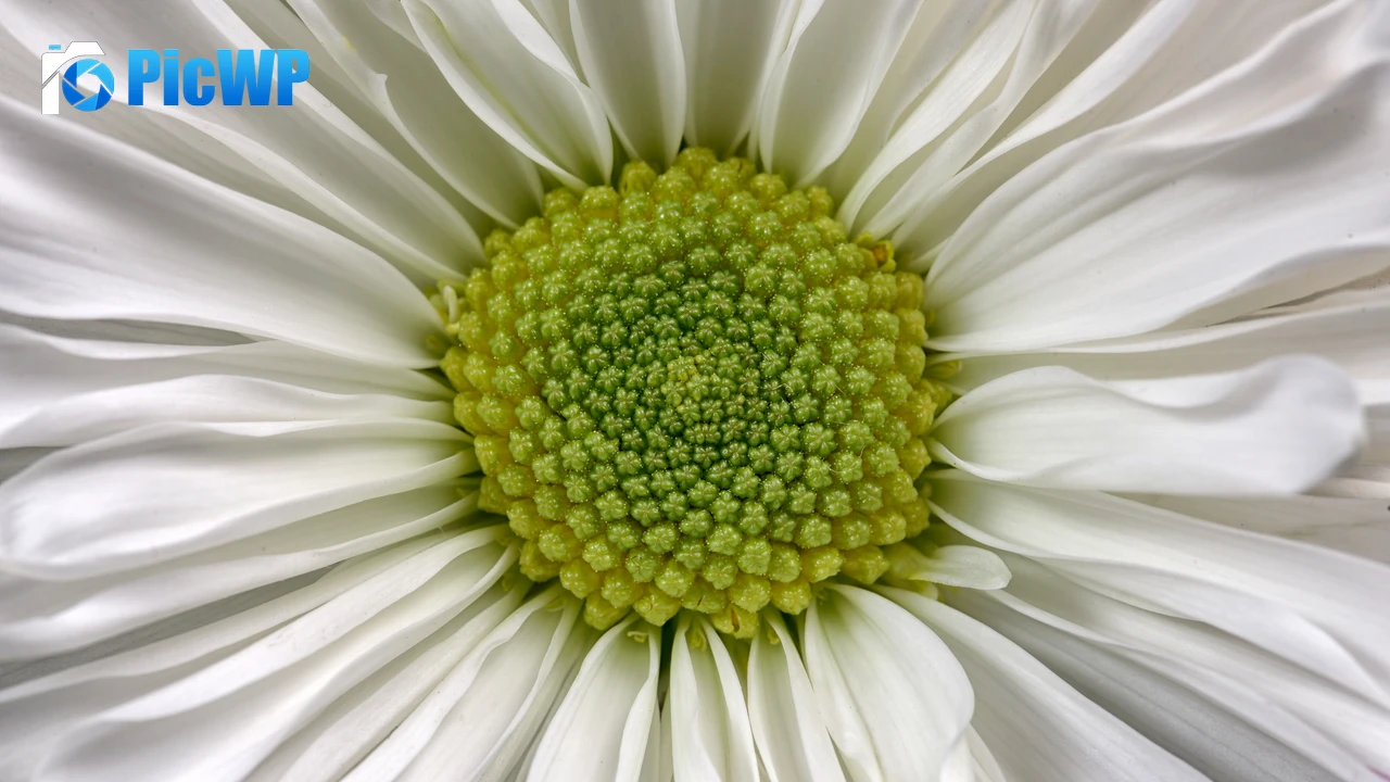 Daisy flower Macro 4K PC Wallpaper