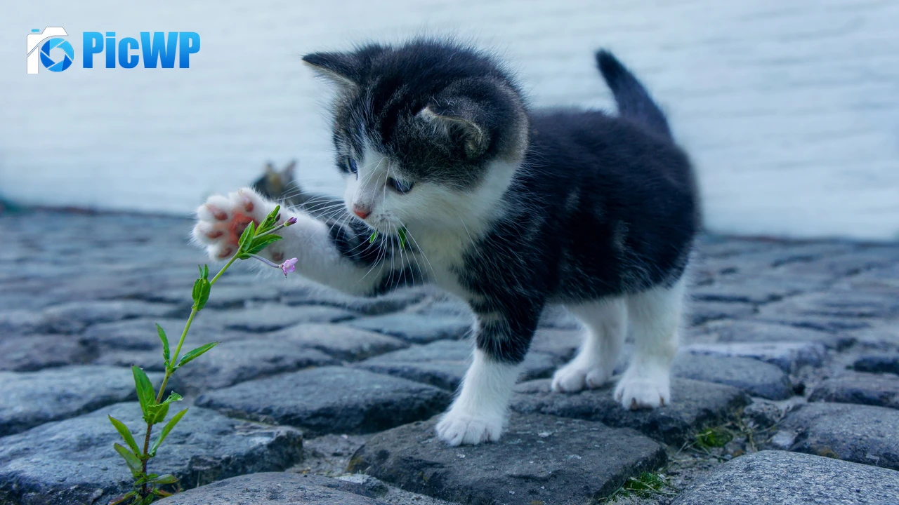 Kitten Adorable 4K PC Wallpaper
