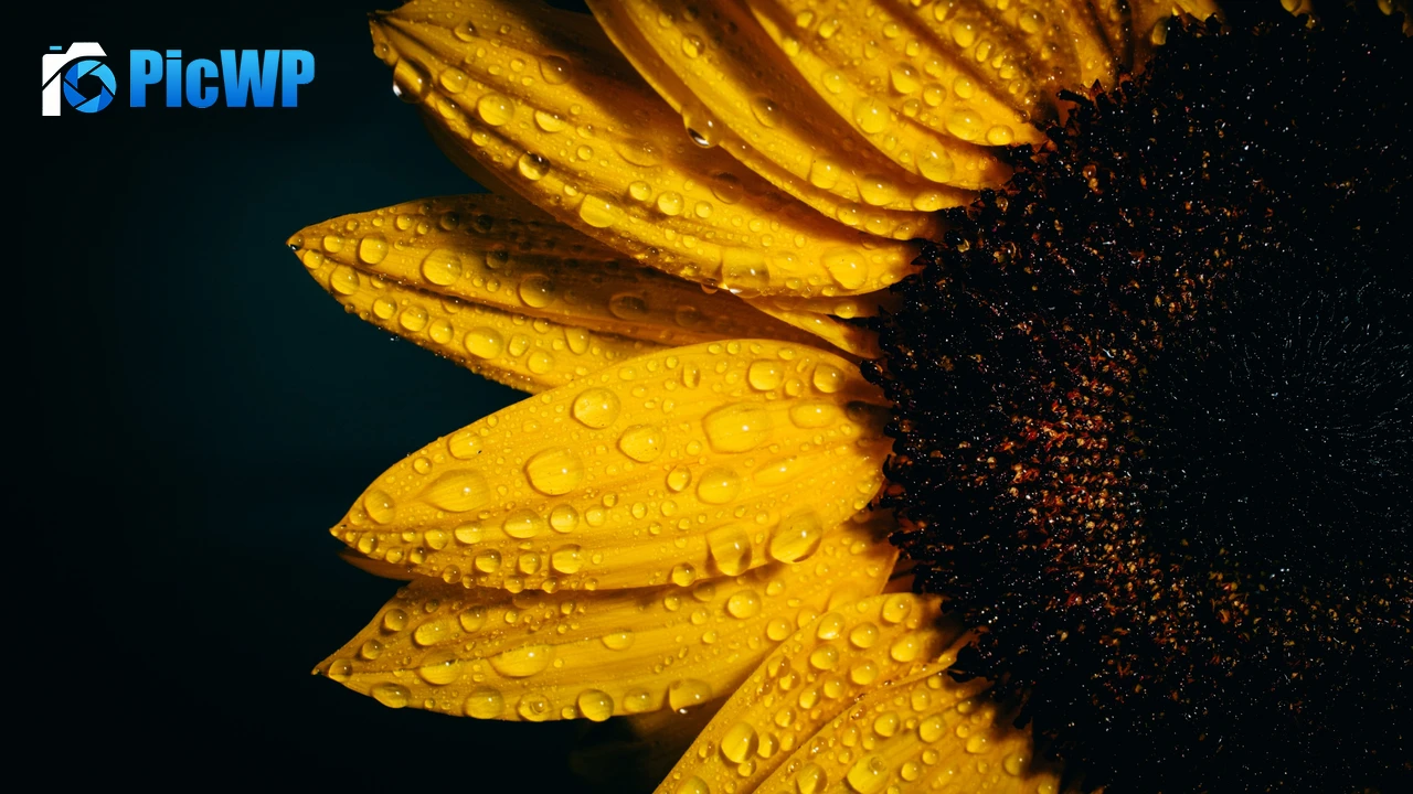 Sunflower Black background 4K PC Wallpaper
