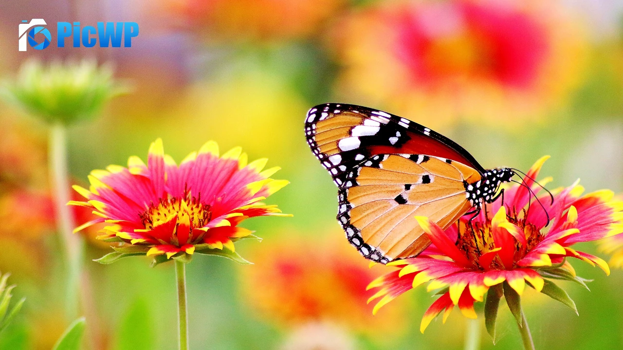 Butterfly Pollen 4K PC Wallpaper