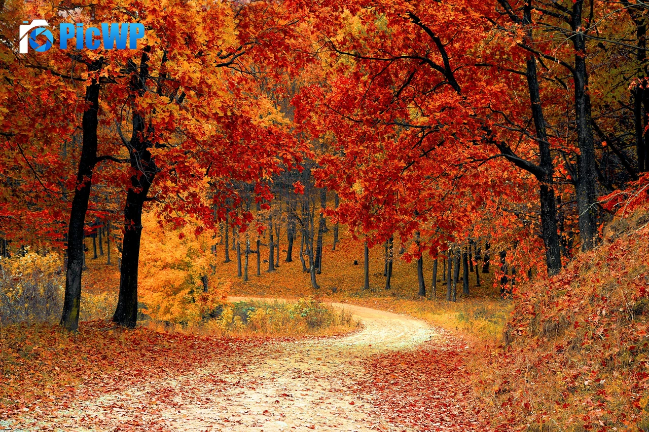 Autumn Red leaves 4K PC Wallpaper