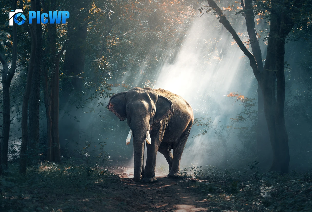 Elephant Forest 4K PC Wallpaper
