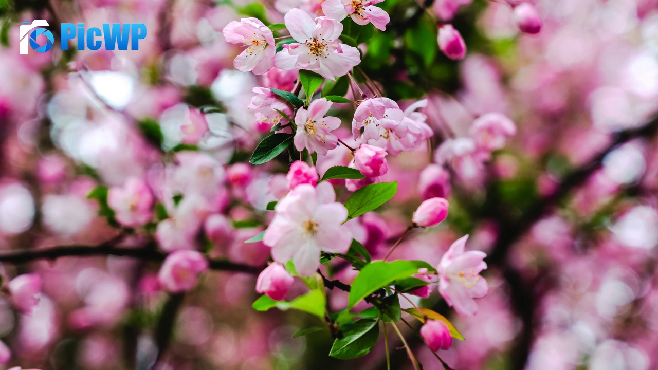 Cherry blossom Pink flowers 4K PC Wallpaper
