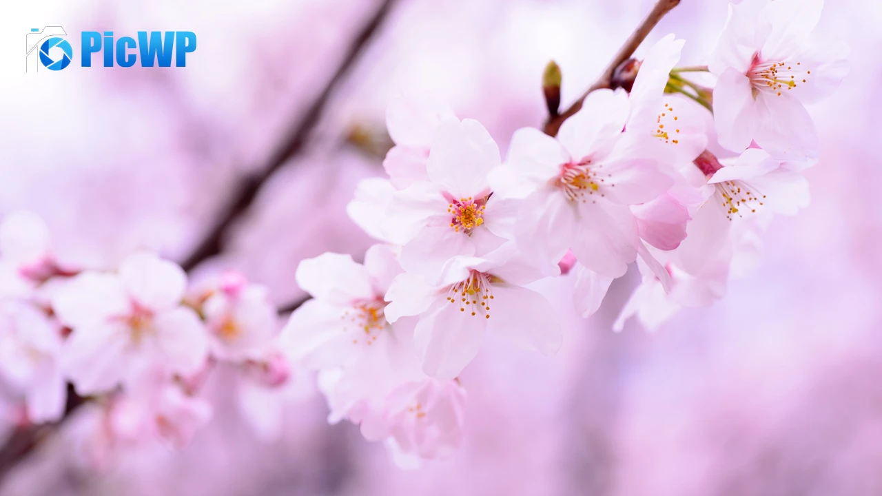 Cherry blossom 4K PC Wallpaper