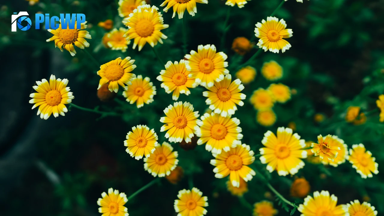 Daisy flowers Yellow flowers 4K PC Wallpaper
