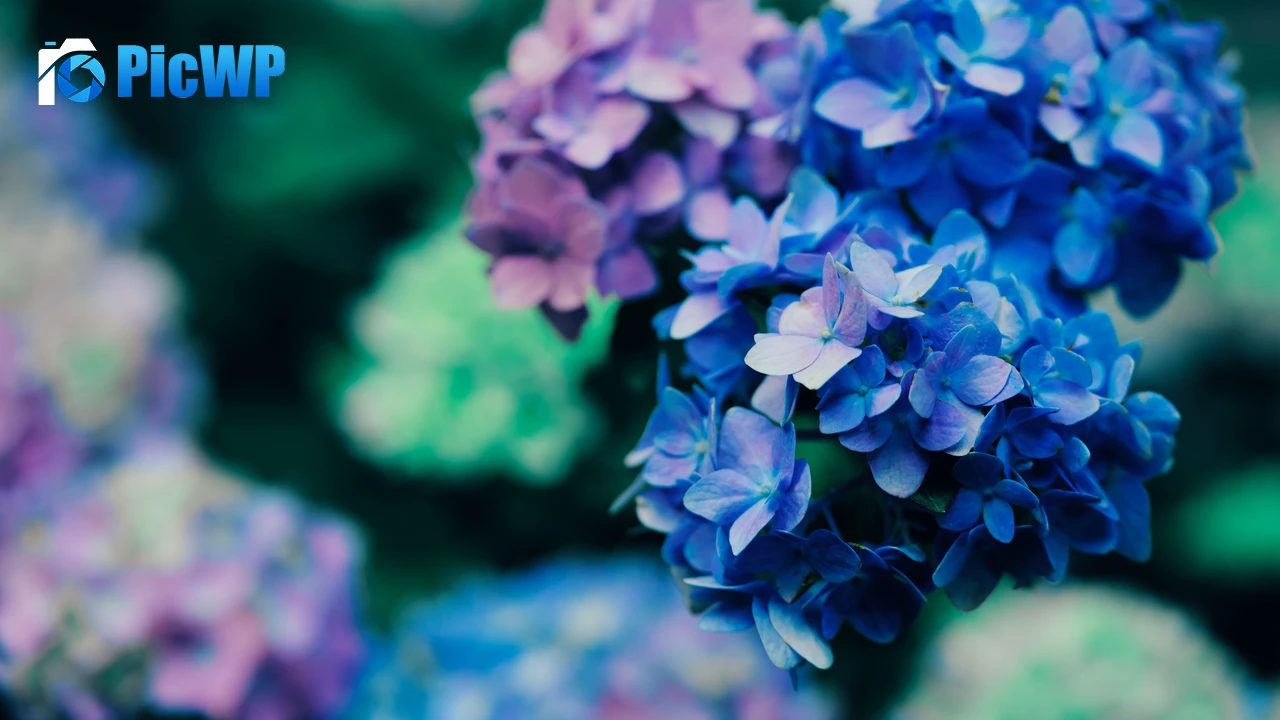 Purple Flowers Blossom 4K PC Wallpaper