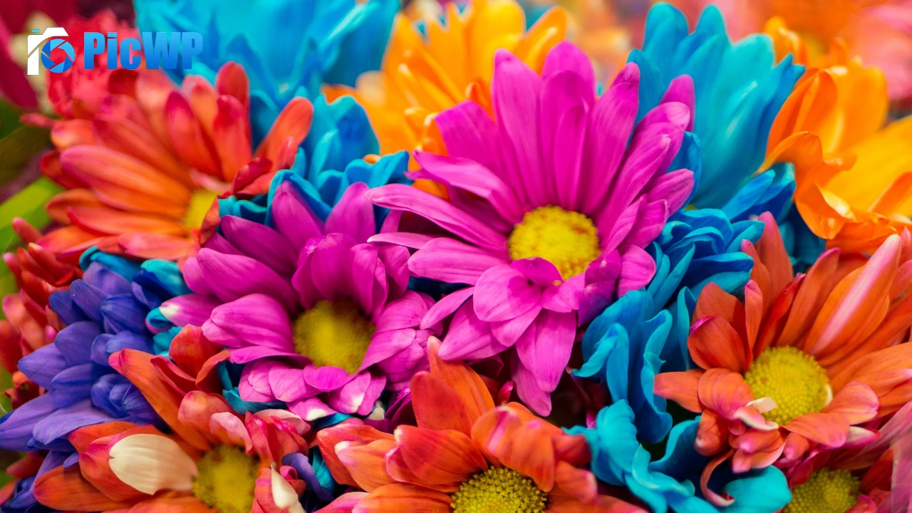 Dahlia flowers Colorful 4K PC Wallpaper