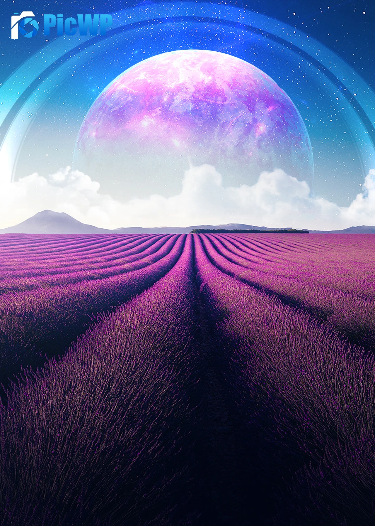 Lavender fields Lavender farm 5K Mobile Wallpaper