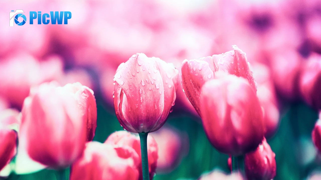 Red Tulips Bloom 4K PC Wallpaper