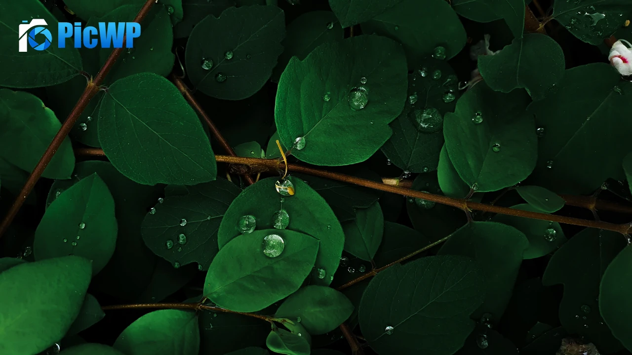 Green leaves Rain droplets 4K PC Wallpaper