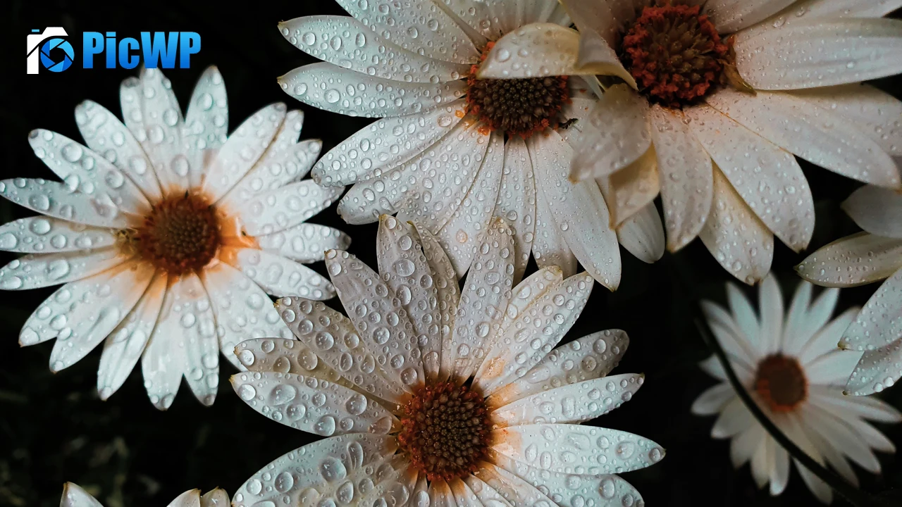 Daisy flowers White flowers 4K PC Wallpaper