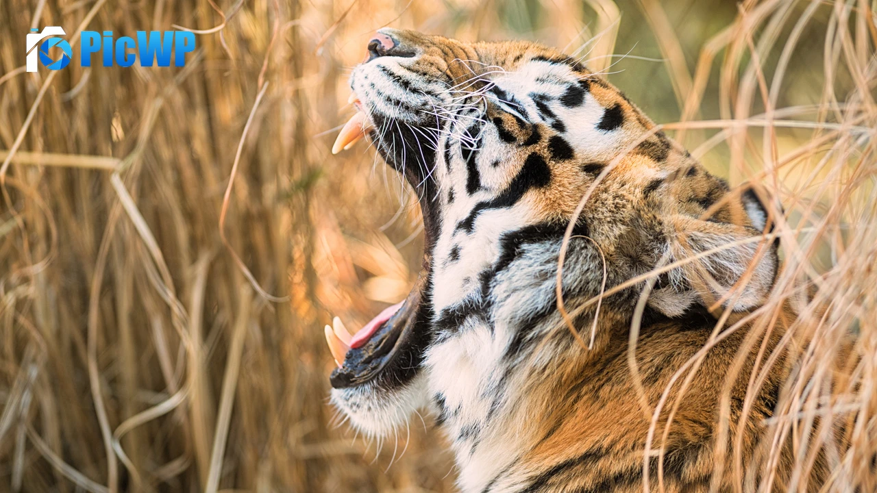 Siberian tiger Roaring 4K PC Wallpaper
