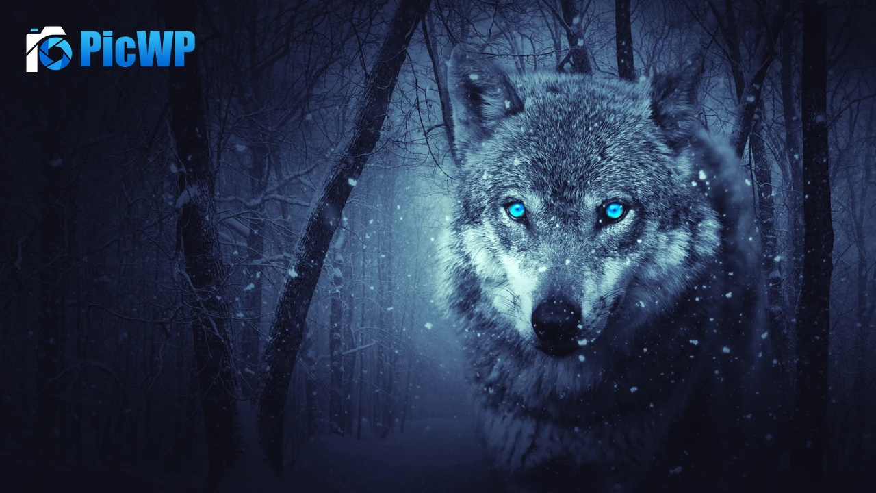 Wolf Blue eyes 4K PC Wallpaper
