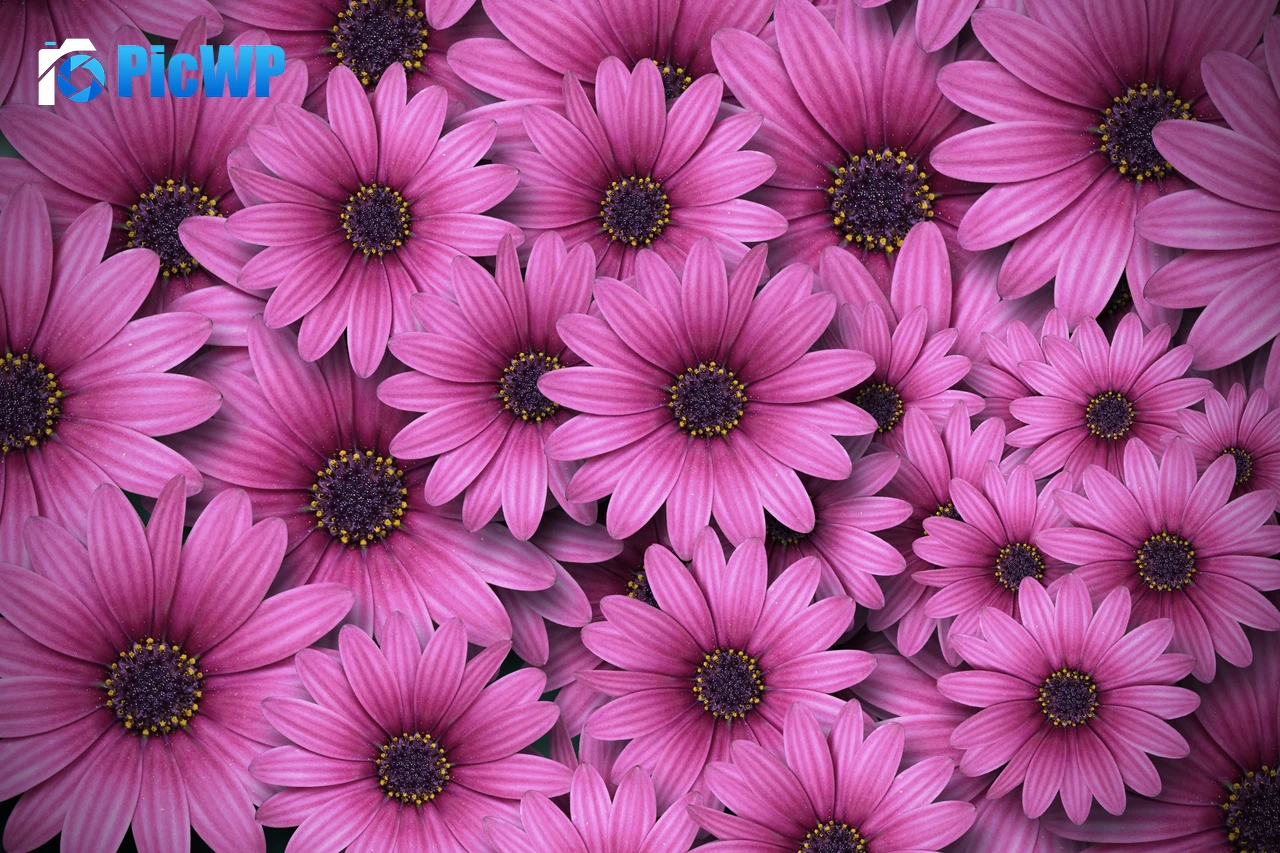 Gerbera flowers Daisy flowers 3K PC Wallpaper