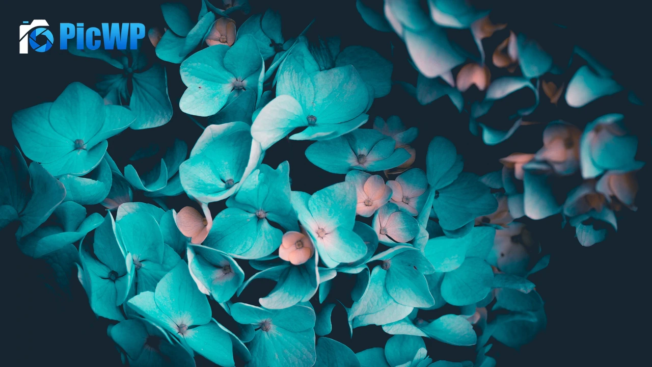 Blue flowers Petals 4K PC Wallpaper