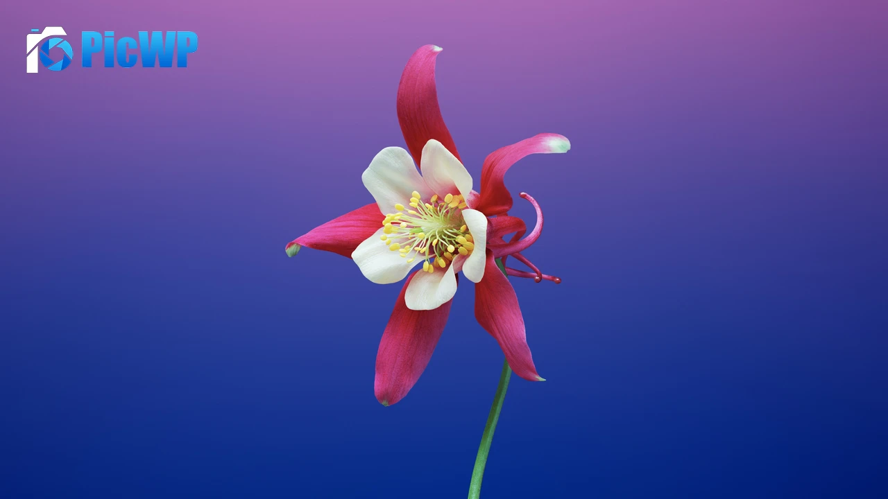 Aquilegia flower Gradient background 4K PC Wallpaper