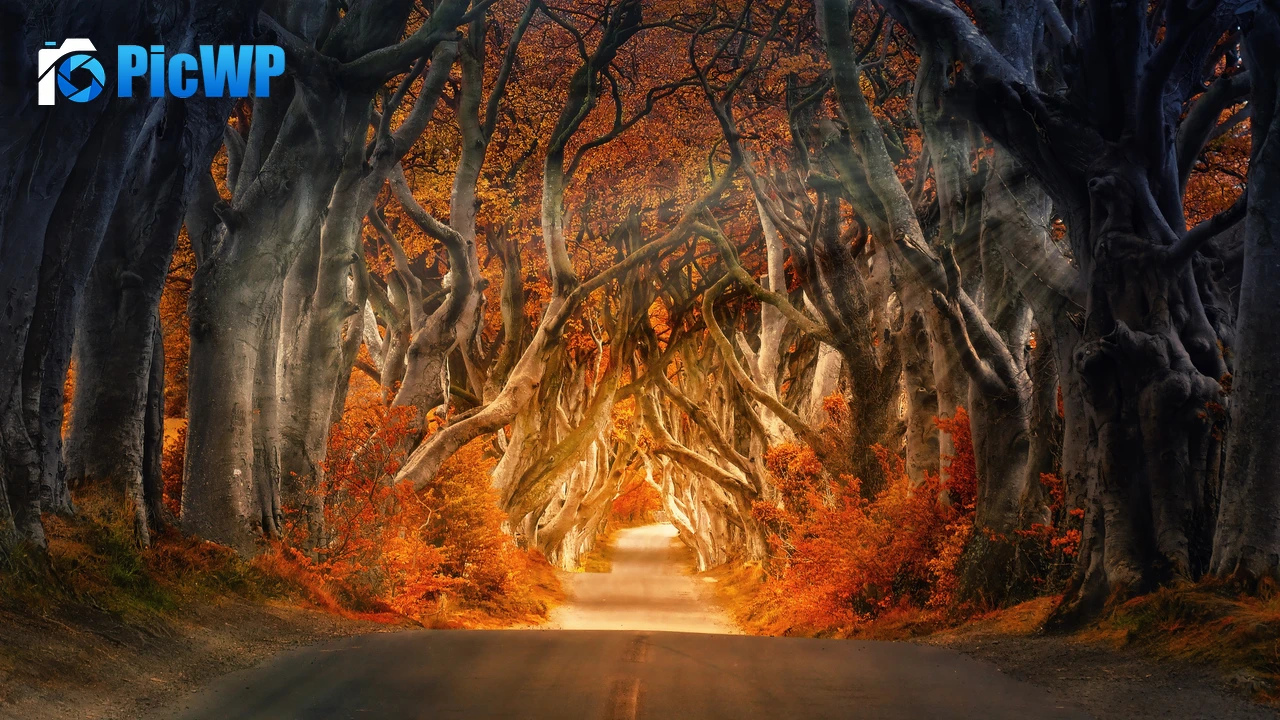 Forest Daylight 4K PC Wallpaper