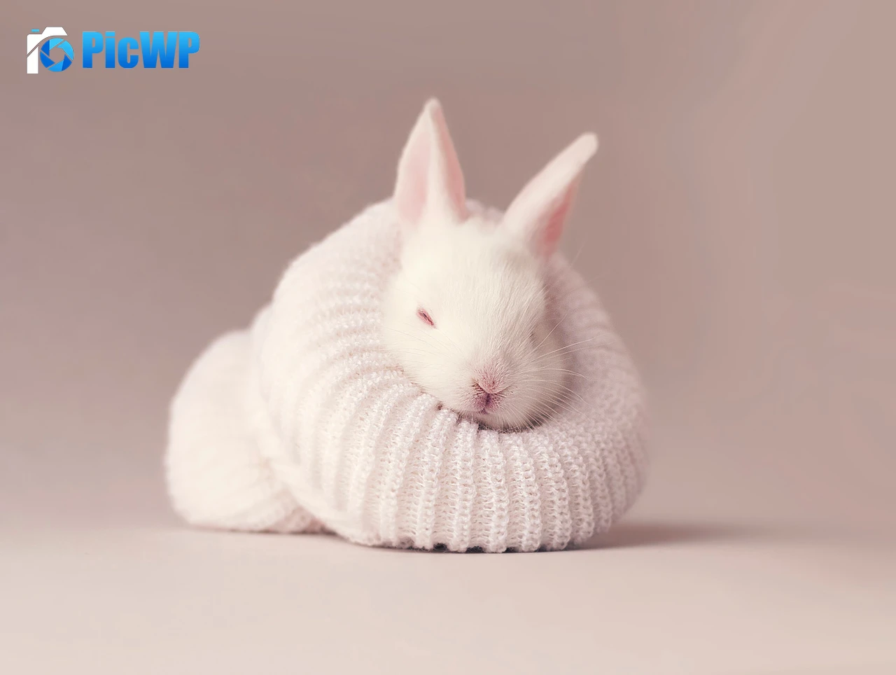 White rabbit Newborn 4K PC Wallpaper