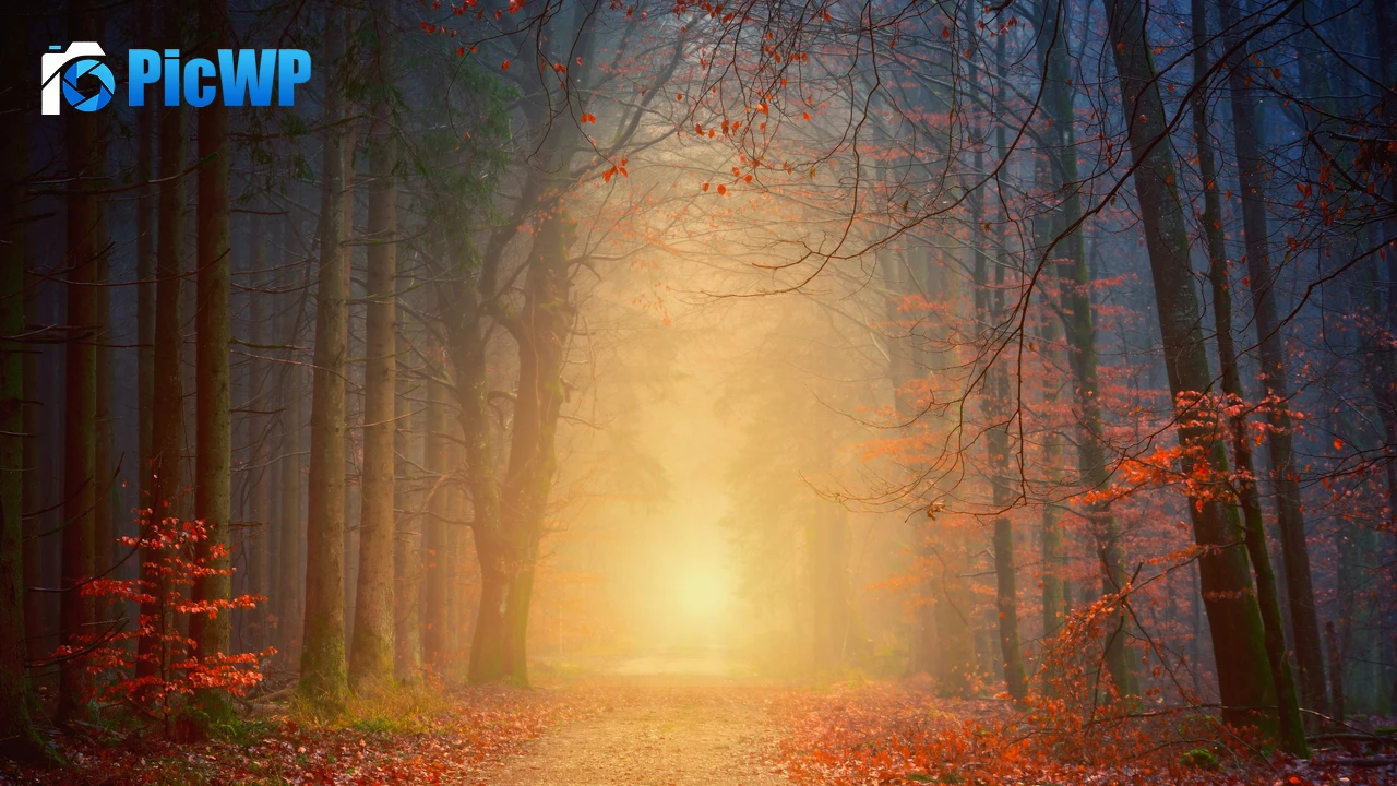 Foggy Autumn 4K PC Wallpaper