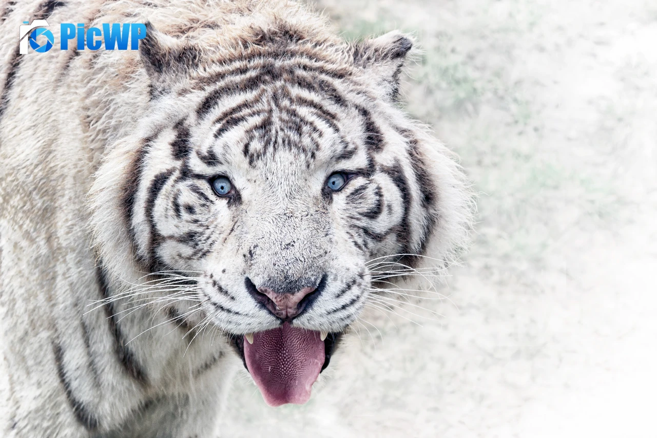 White tiger Winter 4K PC Wallpaper