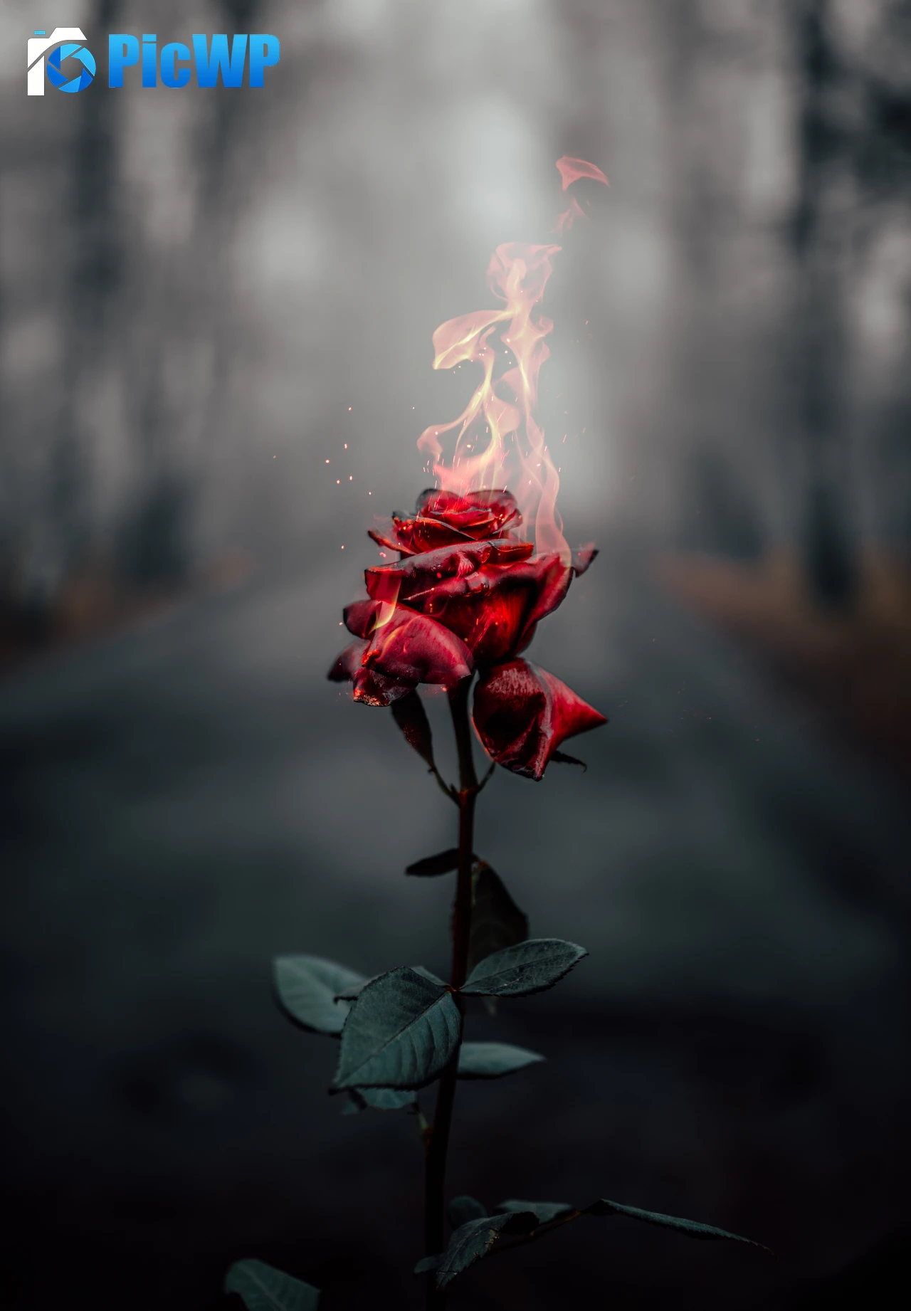 Rose flower Fire 6K Mobile Wallpaper