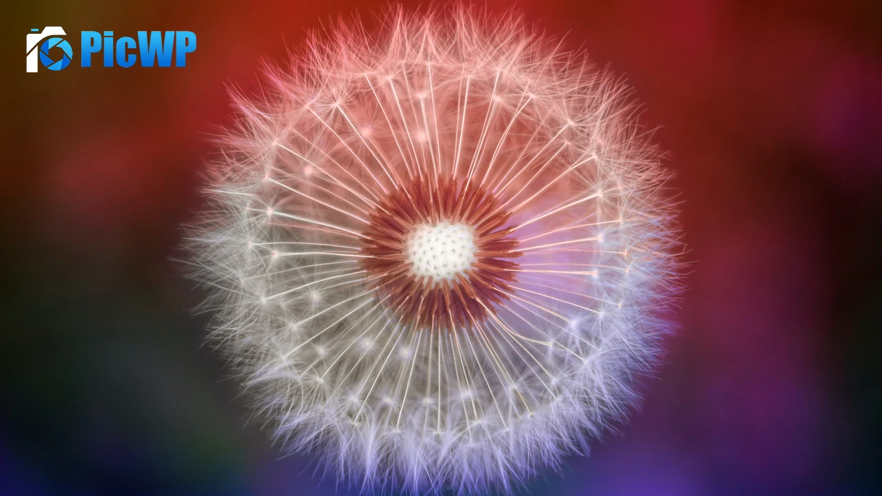 Dandelion flower Closeup 4K PC Wallpaper