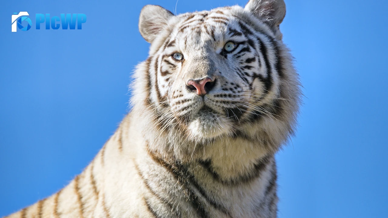 Bengal White Tiger 4K PC Wallpaper