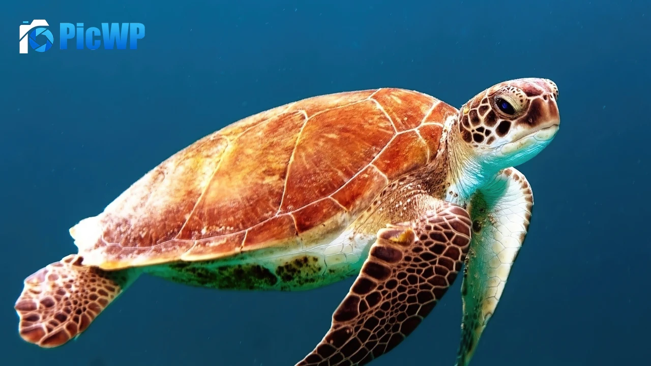 Sea Turtle Underwater 4K PC Wallpaper