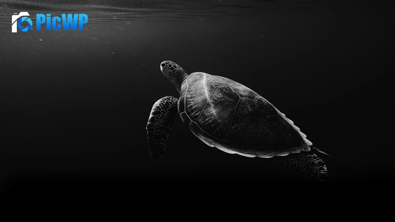 Sea Turtle Under the Sea 4K PC Wallpaper