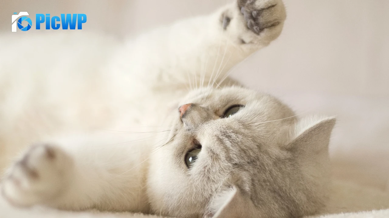 Cute Kitten Kitty 4K PC Wallpaper